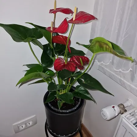 Lastovka Apartament *