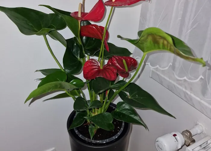 Lastovka Appartement *